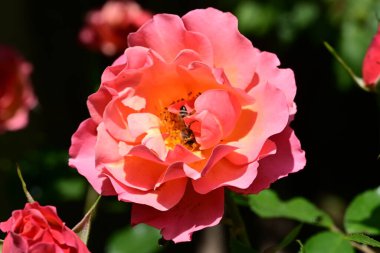 Bahçede güzel bir gül