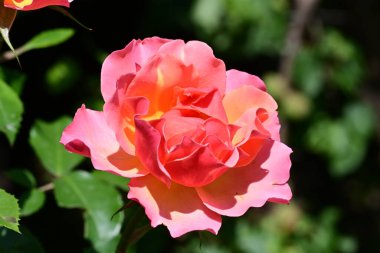 Bahçede güzel bir gül