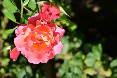 Bahçede güzel bir gül