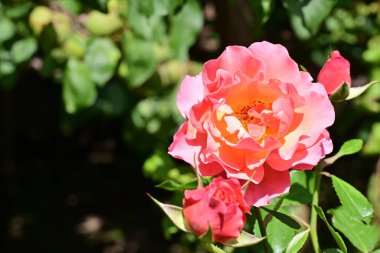 Bahçede güzel bir gül