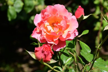 Bahçede güzel bir gül