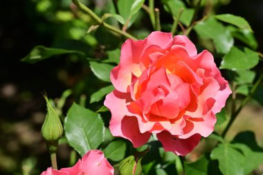 Bahçede güzel bir gül