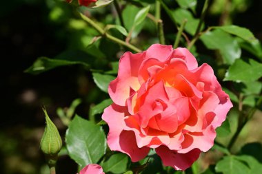 Bahçede güzel bir gül