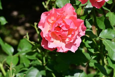 Bahçede güzel bir gül