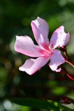 Bahçedeki pembe çiçekleri kapat.