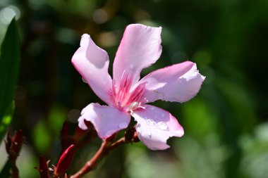 Bahçedeki pembe çiçekleri kapat.