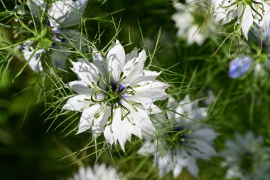 Yeşil çimlerde Nigella çiçeği 