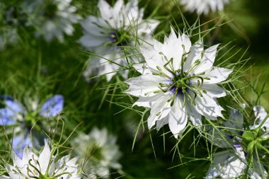 Yeşil çimlerde Nigella çiçeği 