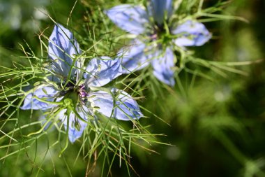 Yeşil çimlerde Nigella çiçeği 