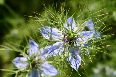 Yeşil çimlerde Nigella çiçeği 