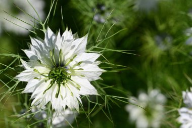 Yeşil çimlerde Nigella çiçeği 