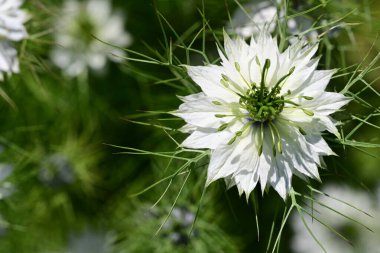 Yeşil çimlerde Nigella çiçeği 