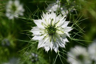 Yeşil çimlerde Nigella çiçeği 