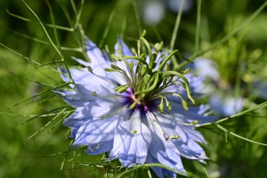 Bahar bahçesinde yetişen güzel çiçek 