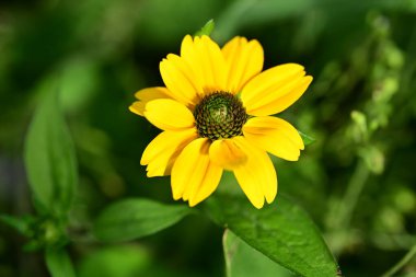 Güzel, güneşli, parlak çiçekler bahçede.