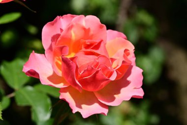 Bahçede güzel bir gül