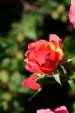 Bahçede güzel bir gül