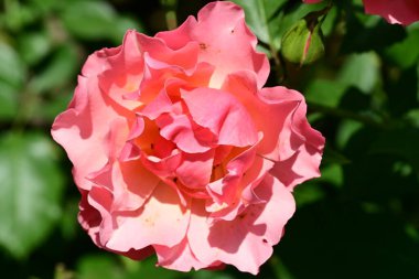 Bahçede güzel bir gül