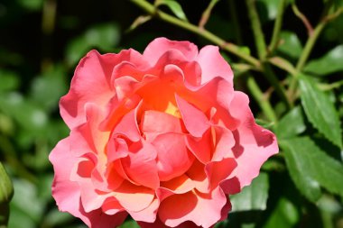 Bahçede güzel bir gül