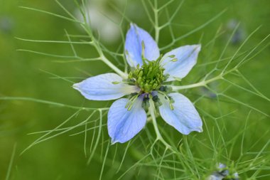 Bahar bahçesinde yetişen güzel çiçek 