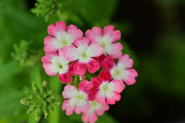 Bahçedeki pembe çiçekleri kapat.