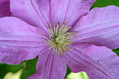 Leylak klematis çiçeklerini kapatın.