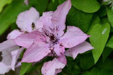 Leylak klematis çiçeklerini kapatın.