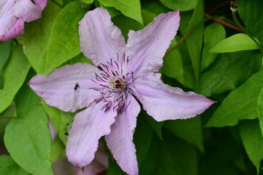 Leylak klematis çiçeklerini kapatın.