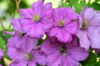 Leylak klematis çiçeklerini kapatın.