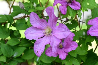 Leylak klematis çiçeklerini kapatın.