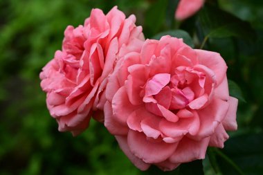 Bahçedeki güzel pembe güller 