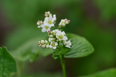 Bahçede büyüyen beyaz çiçekler