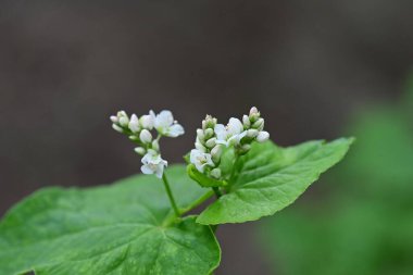 Bahçede büyüyen beyaz çiçekler