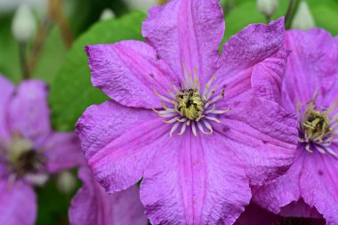 Güzel Clematis çiçekleri yaz günü bahçede yetişir.
