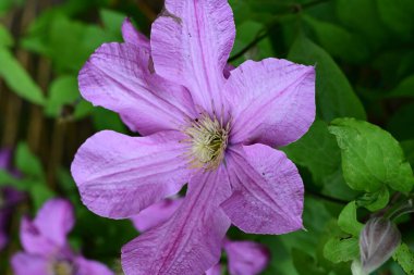 Güzel Clematis çiçekleri yaz günü bahçede yetişir.