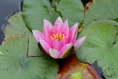 Gölette güzel nilüfer çiçeği 