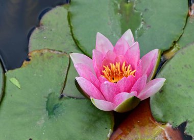 Gölette güzel nilüfer çiçeği 