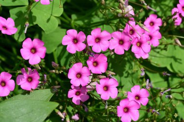 Pembe kuş çiçekleri kapanıyor