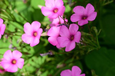 Pembe kuş çiçekleri kapanıyor