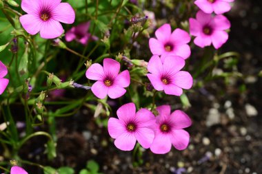 Pembe kuş çiçekleri kapanıyor