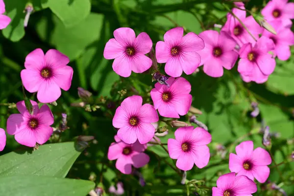 Pembe kuş çiçekleri kapanıyor