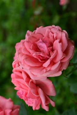 Bahçedeki güzel pembe güller 