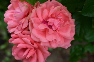 Bahçedeki güzel pembe güller 