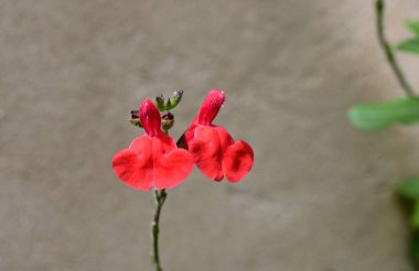 Bahçedeki güzel kırmızı çiçekler