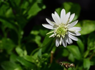 Bahçede büyüyen beyaz çiçekler