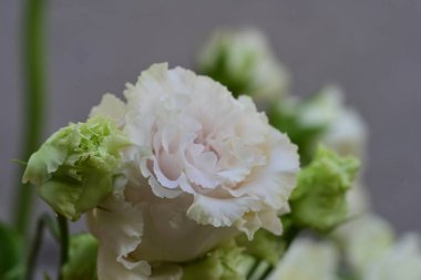 Yaz bahçesindeki güzel çiçeğin yakın görüntüsü.