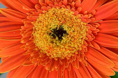 Güzel Gerbera çiçeği. Yakın görüş.