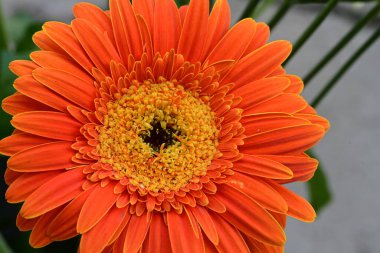 Güzel Gerbera çiçeği. Yakın görüş.