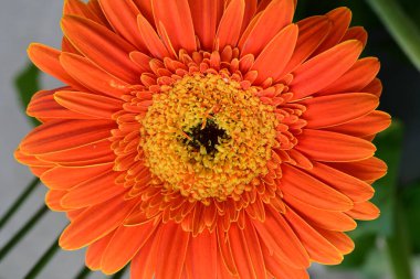 Güzel Gerbera çiçeği. Yakın görüş.