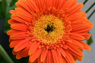 Güzel Gerbera çiçeği. Yakın görüş.